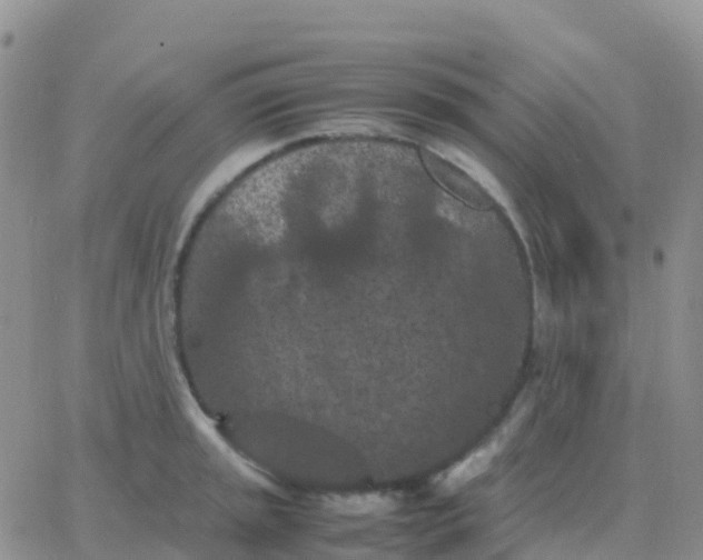 X0000065961045200603172019