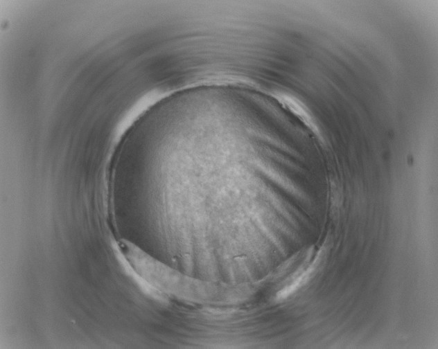 X0000065961046200603172019