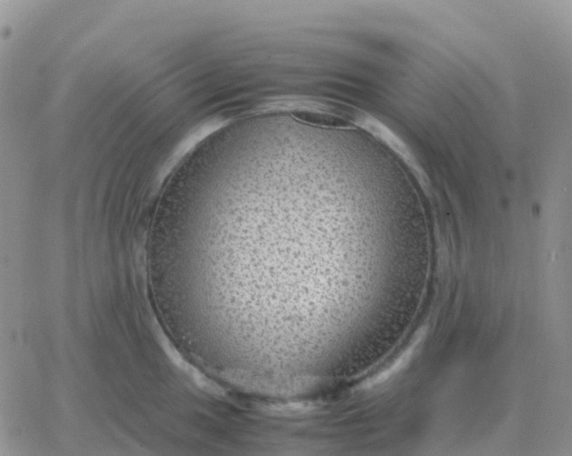 X0000065961049200603172019