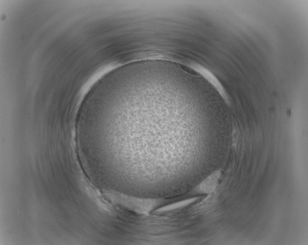 X0000065961051200603172019