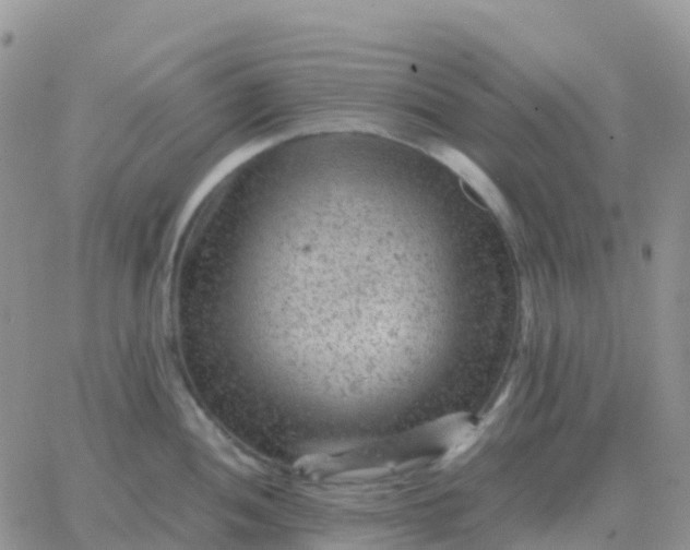 X0000065961052200603172019