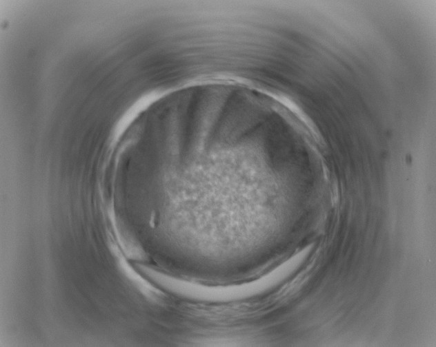 X0000065961054200603172020