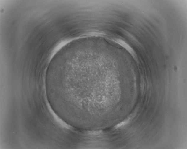 X0000065961055200603172020