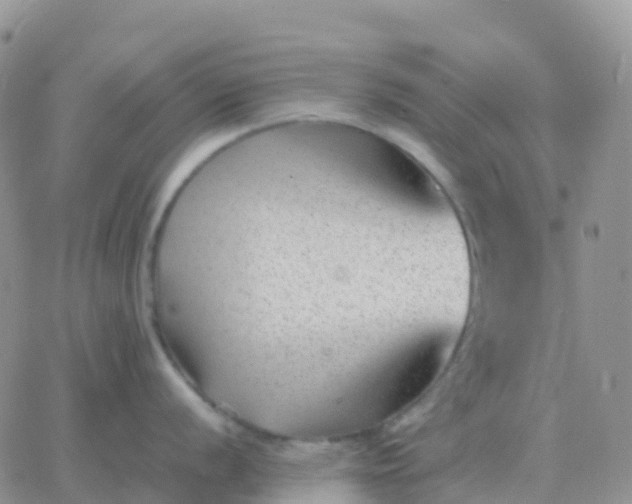 X0000065961056200603172020