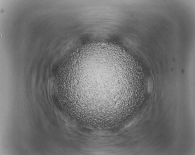 X0000065961059200603172019