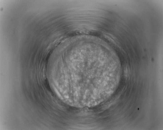 X0000065961060200603172019