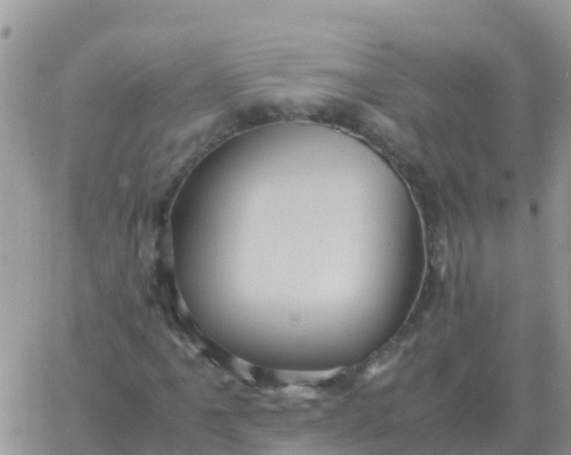 X0000065961061200603172019