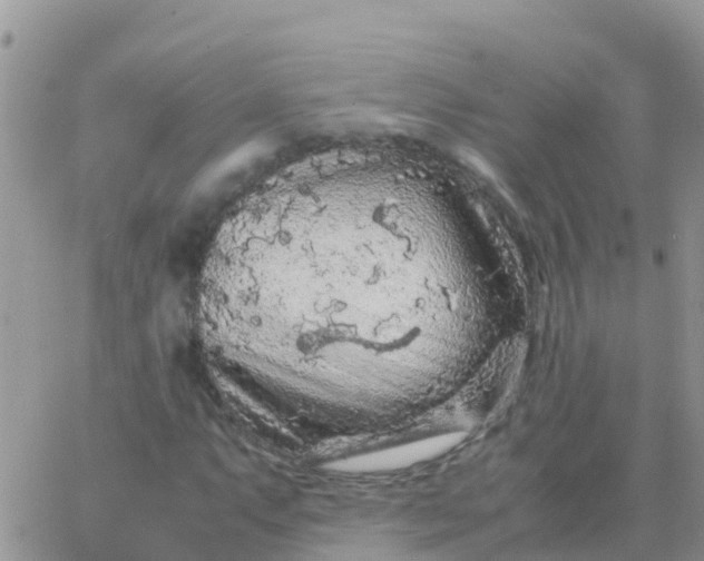 X0000065961063200603172019