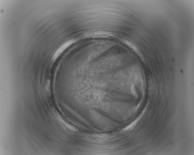 X0000065961066200603172019