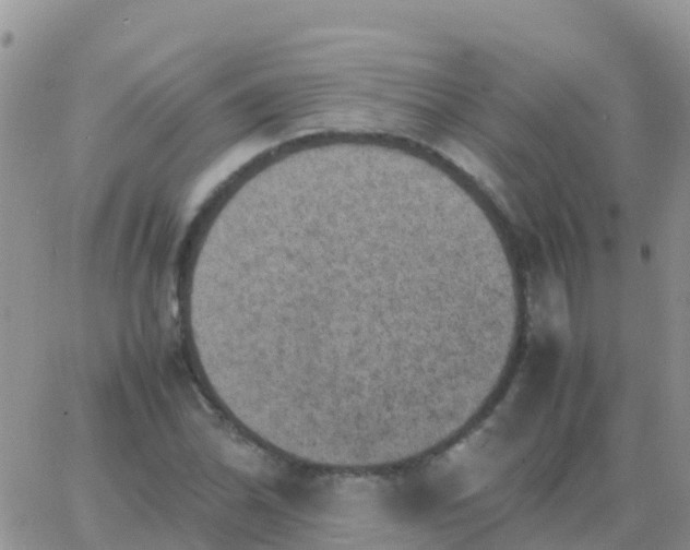 X0000065961070200603172019