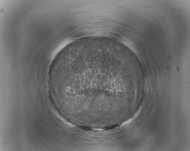 X0000065961071200603172019