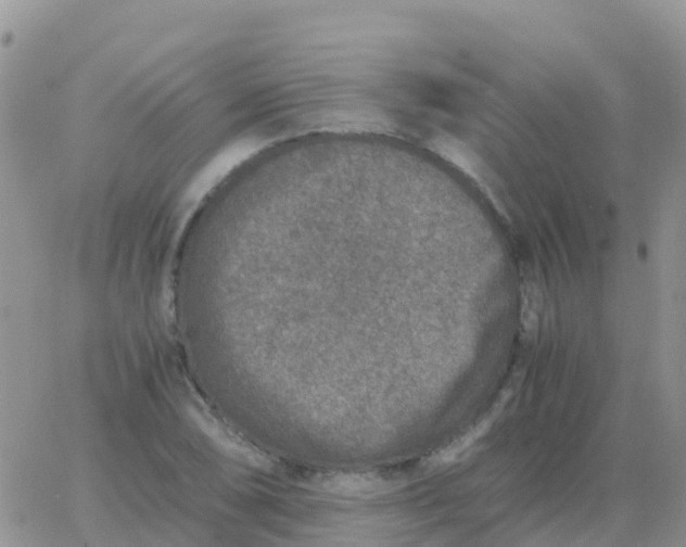 X0000065961074200603172018