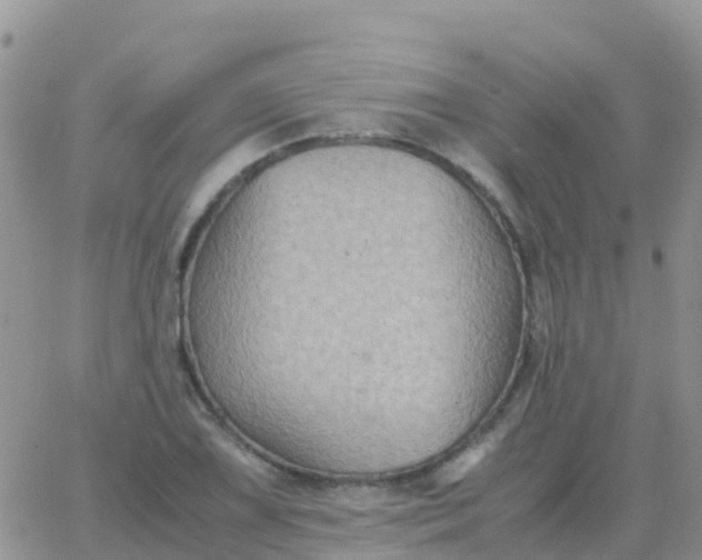 X0000065961075200603172018