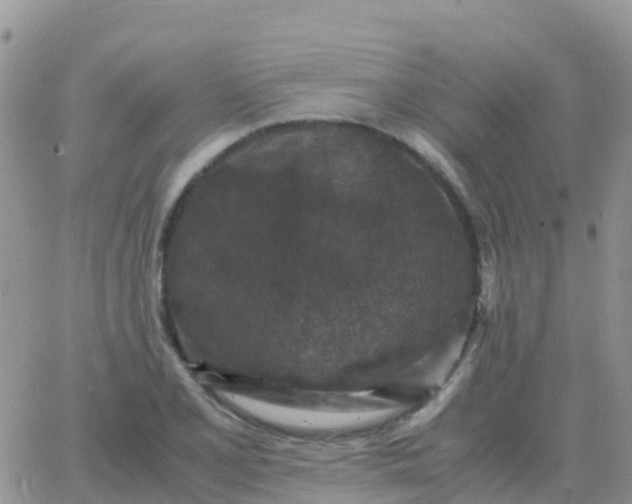 X0000065961077200603172018