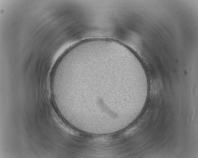 X0000065961078200603172018