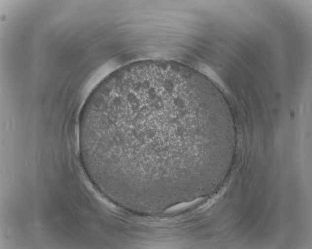 X0000065961079200603172018