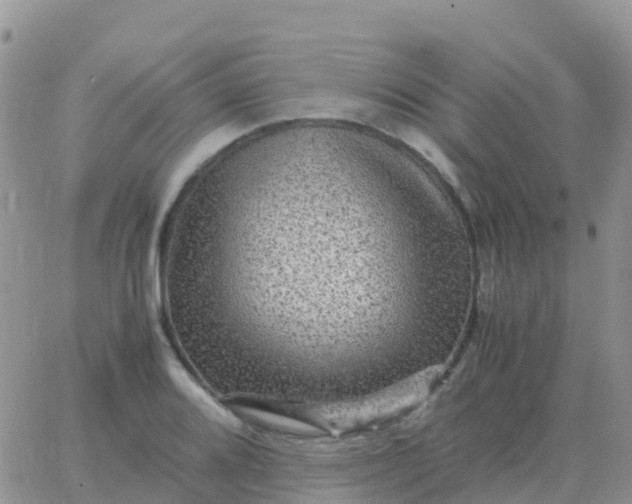 X0000065961080200603172018