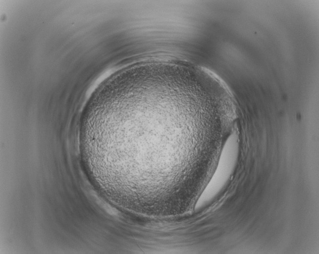 X0000065961083200603172018