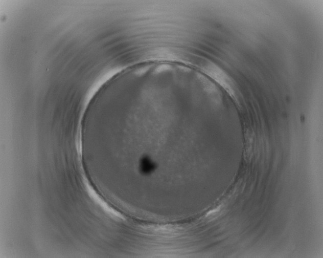 X0000065961084200603172018