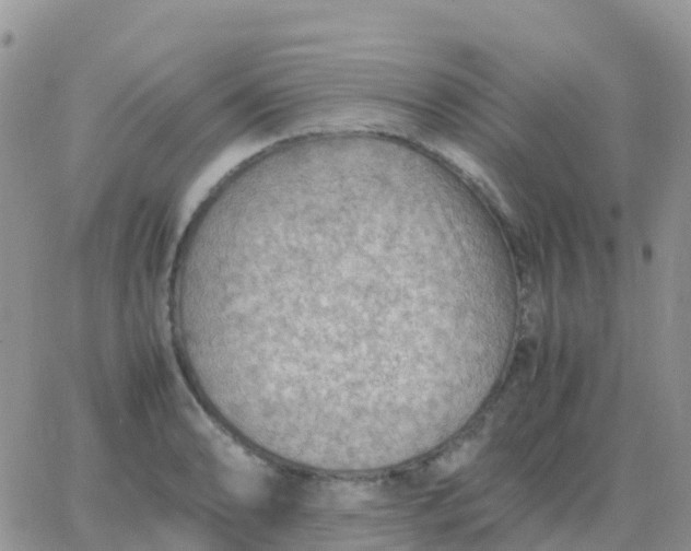 X0000065961086200603172018