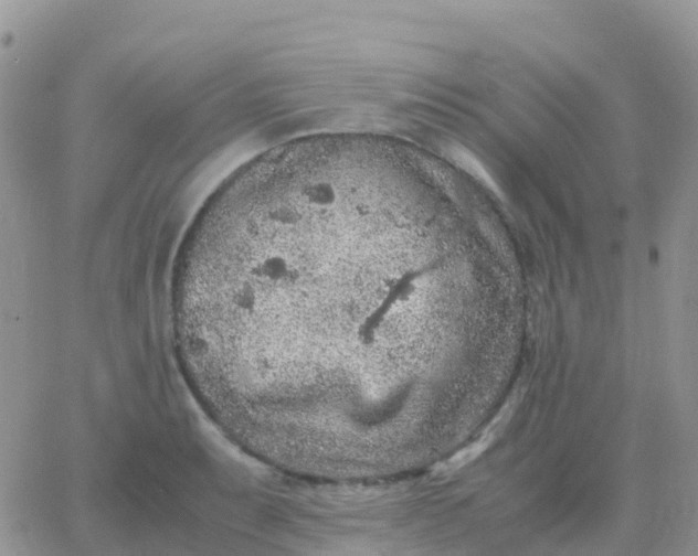 X0000065961087200603172018