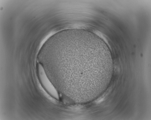 X0000065961091200603172018