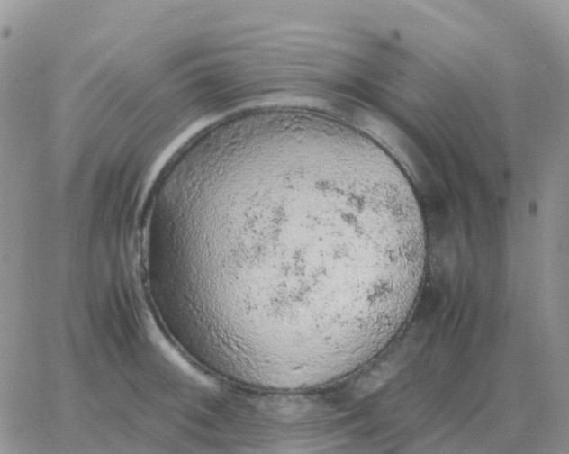 X0000065961092200603172018