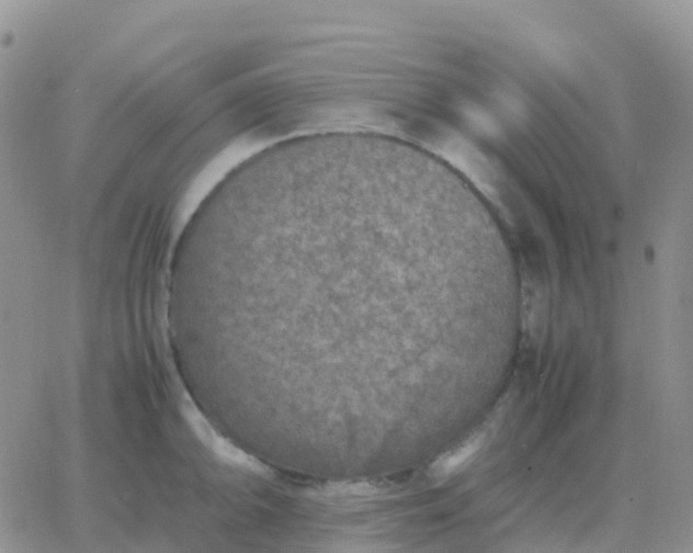 X0000065961094200603172018