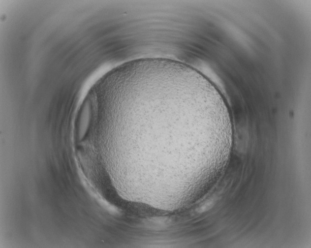 X0000065961096200603172018