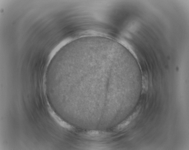 X0000065961098200603172018