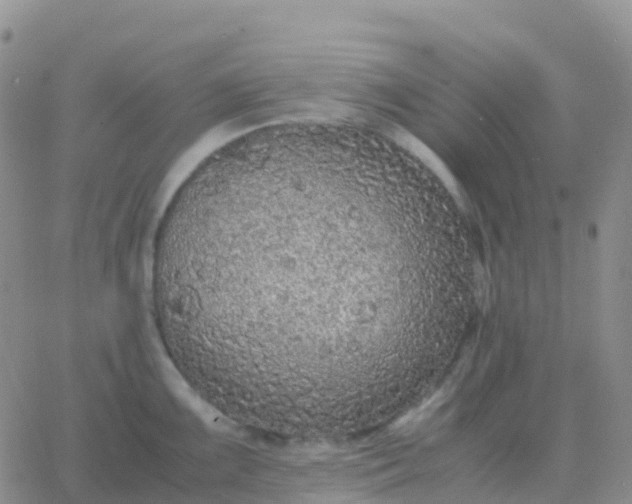 X0000065961099200603172018