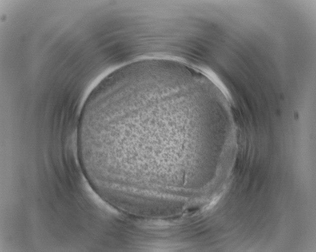 X0000065961100200603172018