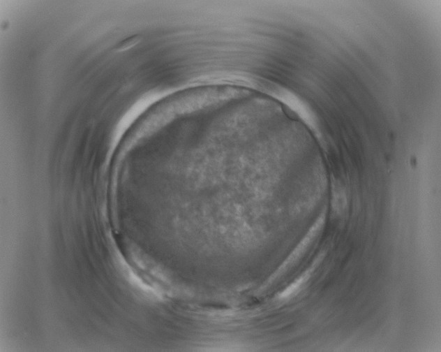 X0000065961102200603172018