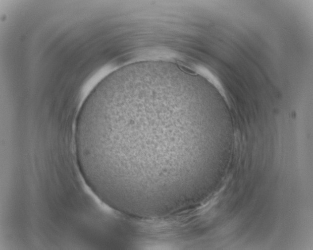 X0000065961103200603172018