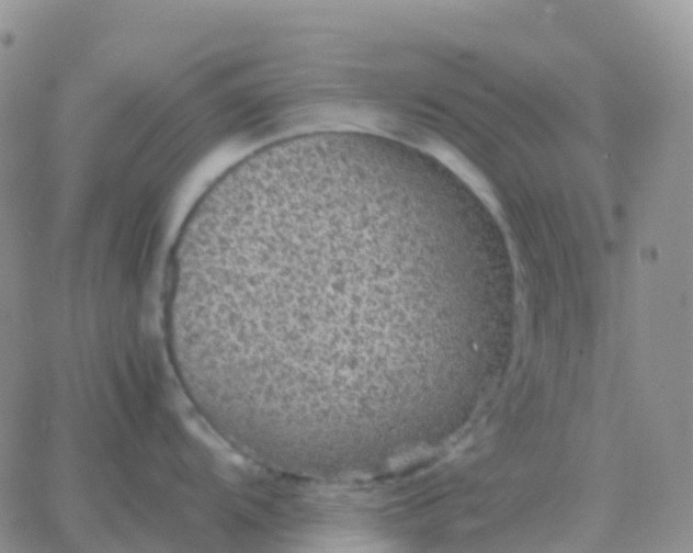 X0000065961104200603172018