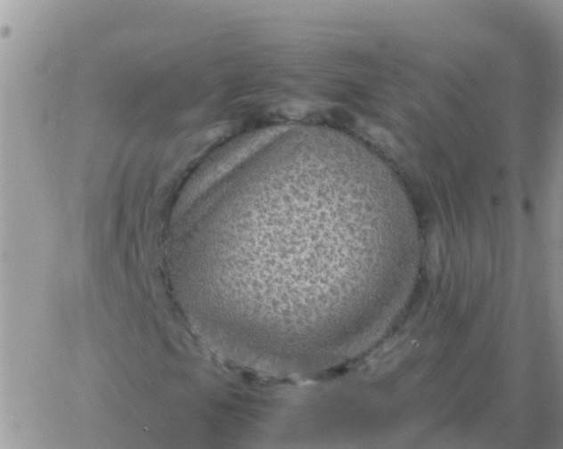 X0000065961105200603172017