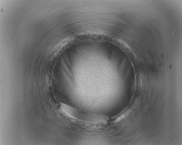 X0000065961110200603172017