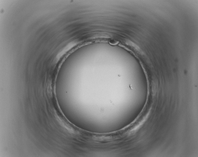 X0000065961113200603172017