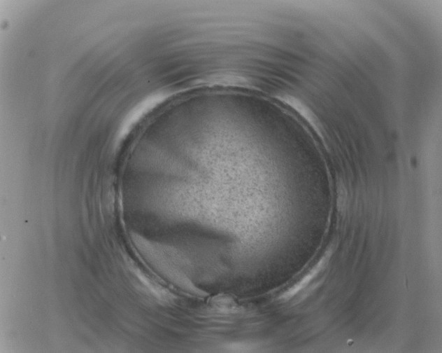 X0000065961115200603172017