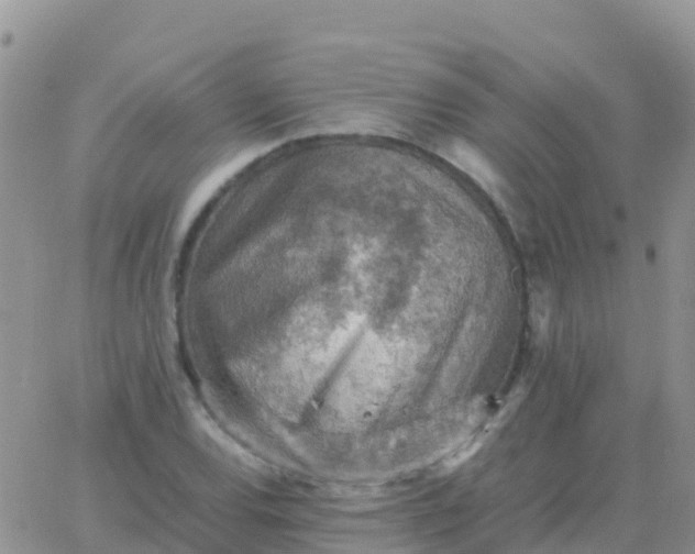 X0000065961120200603172017