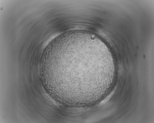 X0000065961121200603172017