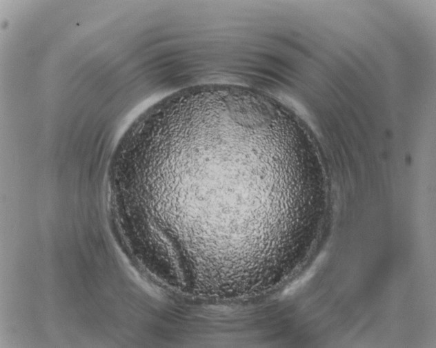 X0000065961125200603172018