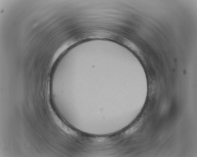 X0000065961130200603172018