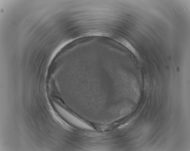 X0000065961132200603172018