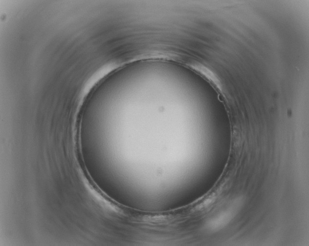 X0000065961135200603172018