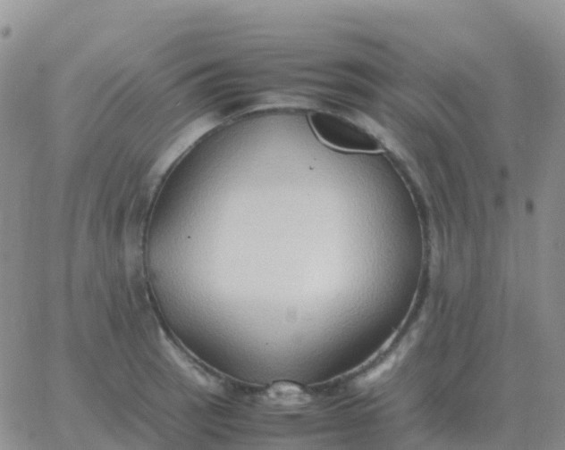 X0000065961137200603172018