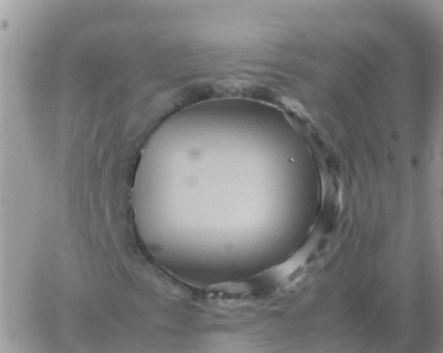 X0000065961153200603172017