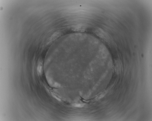 X0000065961154200603172017