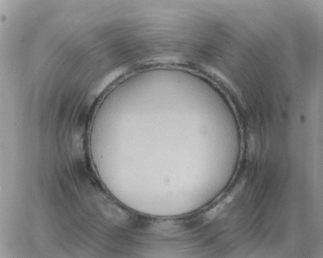 X0000065961162200603172017