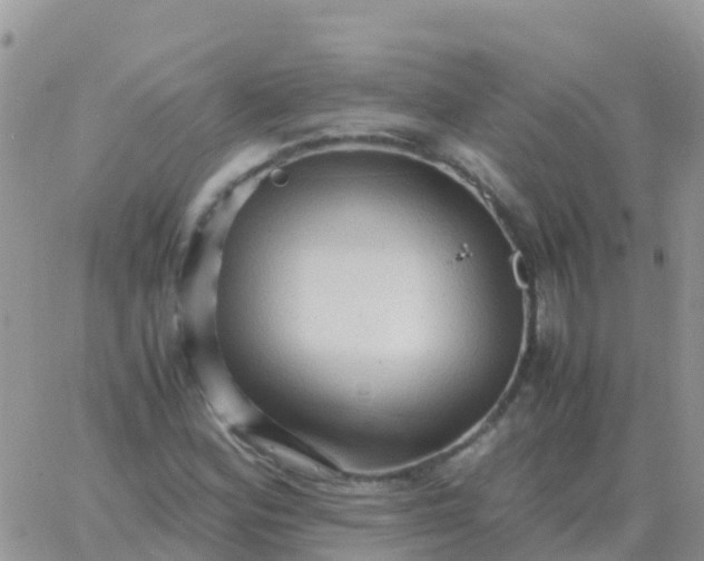 X0000065961164200603172017